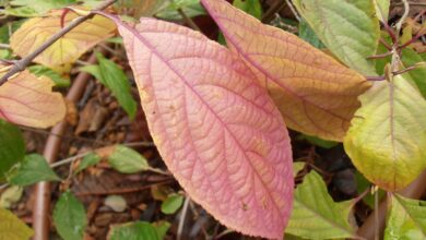 Photo of Cuidados de Callicarpa Bodinieri