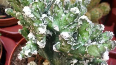 Photo of Cuidados de la planta Cereus spegazzinii ou Monvillea spegazzinii