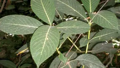 Photo of Cuidados de la planta Sanchezia speciosa, Sanchezia o Cachimbo amarillo