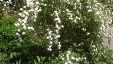 Photo of Cuidados de la planta Spiraea x vanhouttei a Vanhoutte Spirea