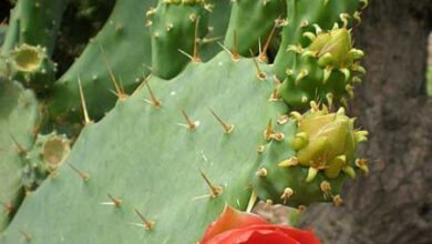 Photo of Cuidados de Opuntia bergeriana ou Opuntia elatior