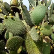 Photo of Cuidados de Opuntia leucotricha ou Nopal duraznillo