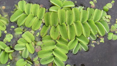 Photo of Cuidados de Salvinia natans