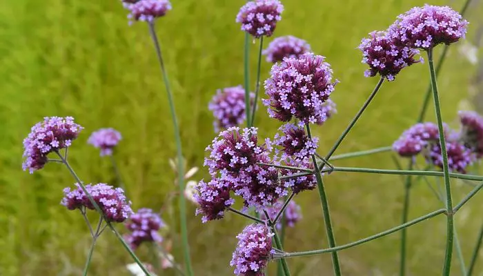 Photo of Cuidados de Verbena Rigida ou Verbena Rigida