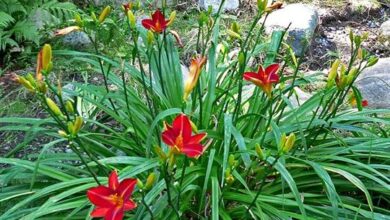 Photo of Cuidados e cultivo da flor do dia ou Hemerocallis