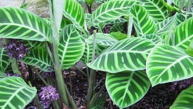 Photo of Cuidados e cultivo de Calathea makoyana