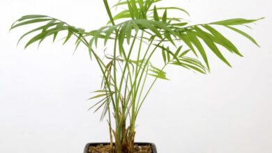 Photo of Cuidados e cultivo de Chamaedorea elegans