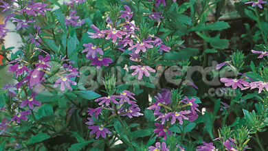 Photo of Cuidados e cultivo de Scaevola aemula