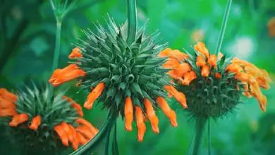 Photo of Cuidados e cultura de Leonotis