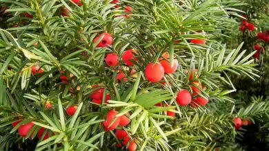 Photo of Cuidados e propagação do Taxus ou Yew ao longo do ano