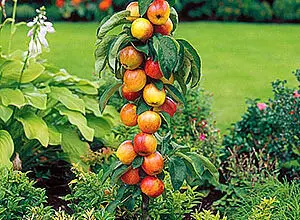 Photo of Cuidados e variedades de macieiras