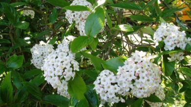 Photo of Cuidados, propagação e problemas de Viburnum