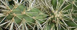 Photo of Cuidando da planta Cylindropuntia tunicata ou Abrojo