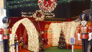 Photo of Cuidando das Ervilhas do Papai Noel – Como são cultivadas as Ervilhas do Papai Noel?