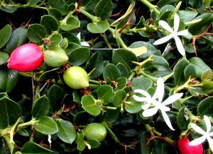 Photo of Cuidando de Carissa macrocarpa, Carisa ou Natal Cherry tree