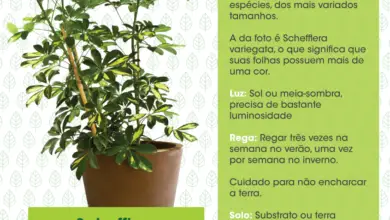 Photo of Cuidando de Schefflera ao ar livre: Schefflera pode ser cultivada ao ar livre?