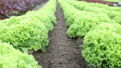 Photo of Cuidar da alface Bibb Summer Lettuce – Como cultivar uma alface Bibb Summer Lettuce