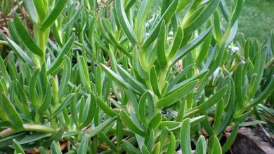 Photo of Cuidar da planta Carpobrotus edulis ou garra de gato