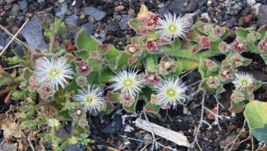 Photo of Cuidar da planta Carruanthus ringens ou Mesembryanthemum ringens