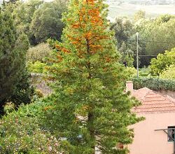 Photo of Cuidar da planta Grevillea robusta ou árvore de fogo