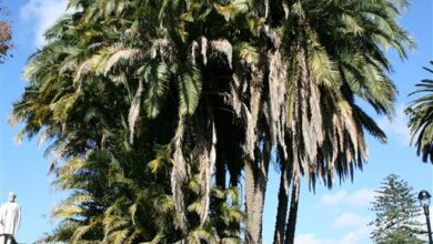 Photo of Cuidar da planta Phoenix reclinata ou da palmeira Senegal