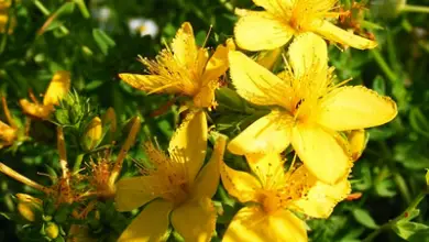 Photo of Cuidar das plantas de St. John’s wort: como cultivar a erva de St. John’s