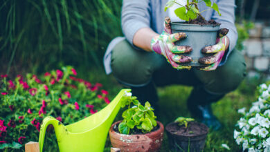 Photo of Cuidar das plantas no Inverno