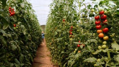 Photo of Cuidar de plantas de tomate em estufas: Dicas para o cultivo de tomate em estufas