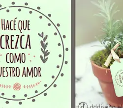 Photo of Cuidar do amor na panela: Como cultivar o amor na panela