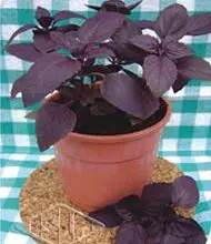 Photo of Cuidar do manjericão vermelho: Como cultivar plantas de manjericão vermelho Ruby