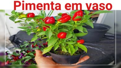 Photo of Cuidar do pimentão: como cultivar pimenteiras