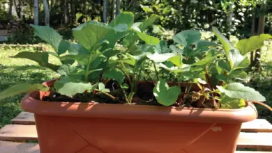 Photo of Cuidar dos rabanetes em vaso: como cultivar rabanetes em vaso