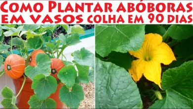 Photo of Cultivar abóboras dentro de casa – Como cultivar abóboras em sua casa