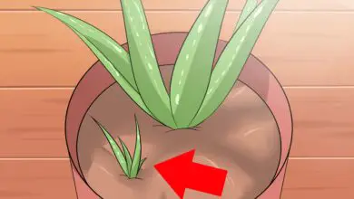 Photo of Cultivar Aloe lá fora: O Aloe pode ser cultivado lá fora?