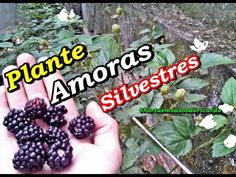 Photo of Cultivar amoras: um guia completo de plantação, cultivo e colheita de amoras silvestres