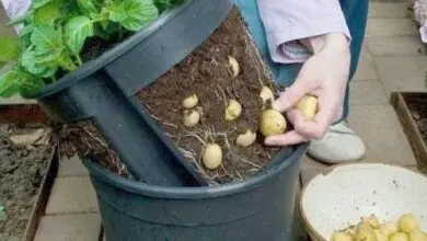 Photo of Cultivar batata-doce em recipientes – Dicas para cultivar batata-doce em recipientes