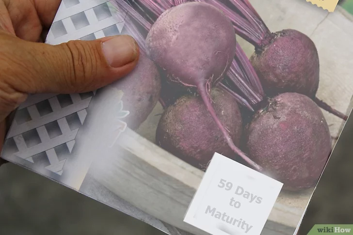 Photo of Cultivar beterraba dourada: dicas para o cuidado das plantas