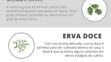 Photo of Cultivar chá em casa – Saiba mais sobre os cuidados com a planta de chá em vaso