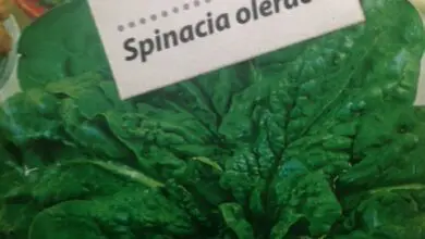 Photo of Cultivar espinafres: como plantar, cultivar e colher espinafres deliciosos