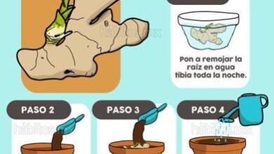 Photo of Cultivar gengibre: como plantar e cuidar do gengibre