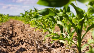 Photo of Cultivar milho: tudo o que você precisa saber sobre plantio, cuidado e colheita de milho