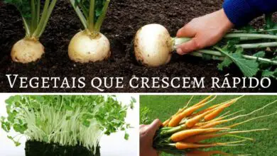 Photo of Cultivar novas colheitas para si: Descobrir legumes interessantes para plantar