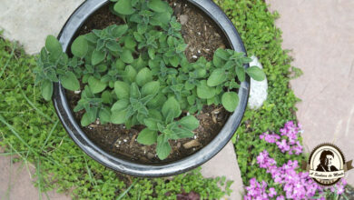 Photo of Cultivar orégãos em casa: Como cultivar orégãos em casa