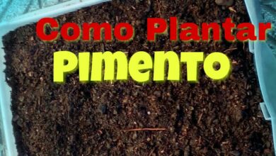 Photo of Cultivar pimentos: Como plantar, cultivar e colher pimentos com sucesso