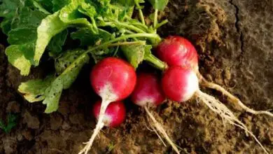 Photo of Cultivar rábano: como plantar, cultivar e colher rábano