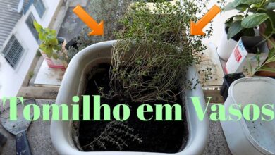 Photo of Cultivar tomilho: variedades, como plantar, cuidados, problemas e colheita