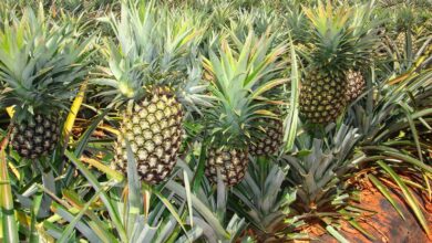 Photo of Cultivar uma variedade de abacaxi: Como cuidar de uma variedade de abacaxi