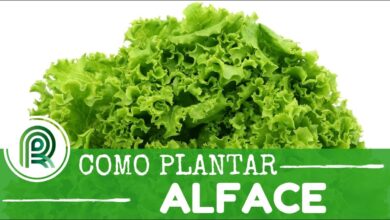 Photo of Cultivo da alface: Como plantar alface dentro de casa ou em contentores durante todo o ano