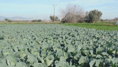 Photo of Cultivo da Calêndula : O Guia Completo de Plantação, Cuidados e Colheita da Calêndula