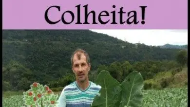 Photo of Cultivo da couve-flor – Como plantar couve-flor no jardim